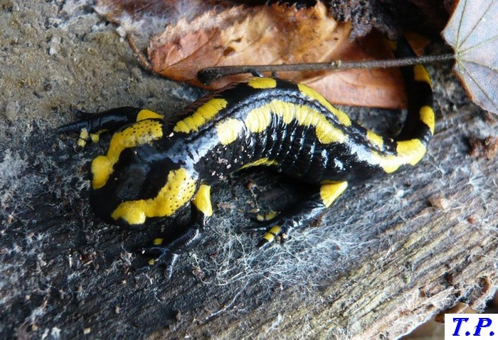 Salamandra salamandra - Salamandre